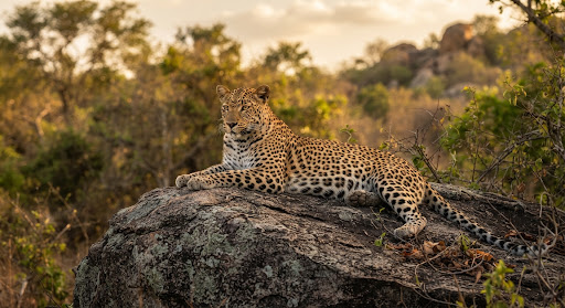 Wild leopard in Yala National Park