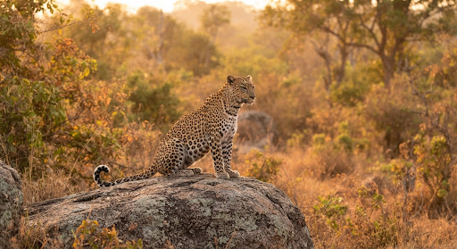 Sri Lankan leopard perched on rock