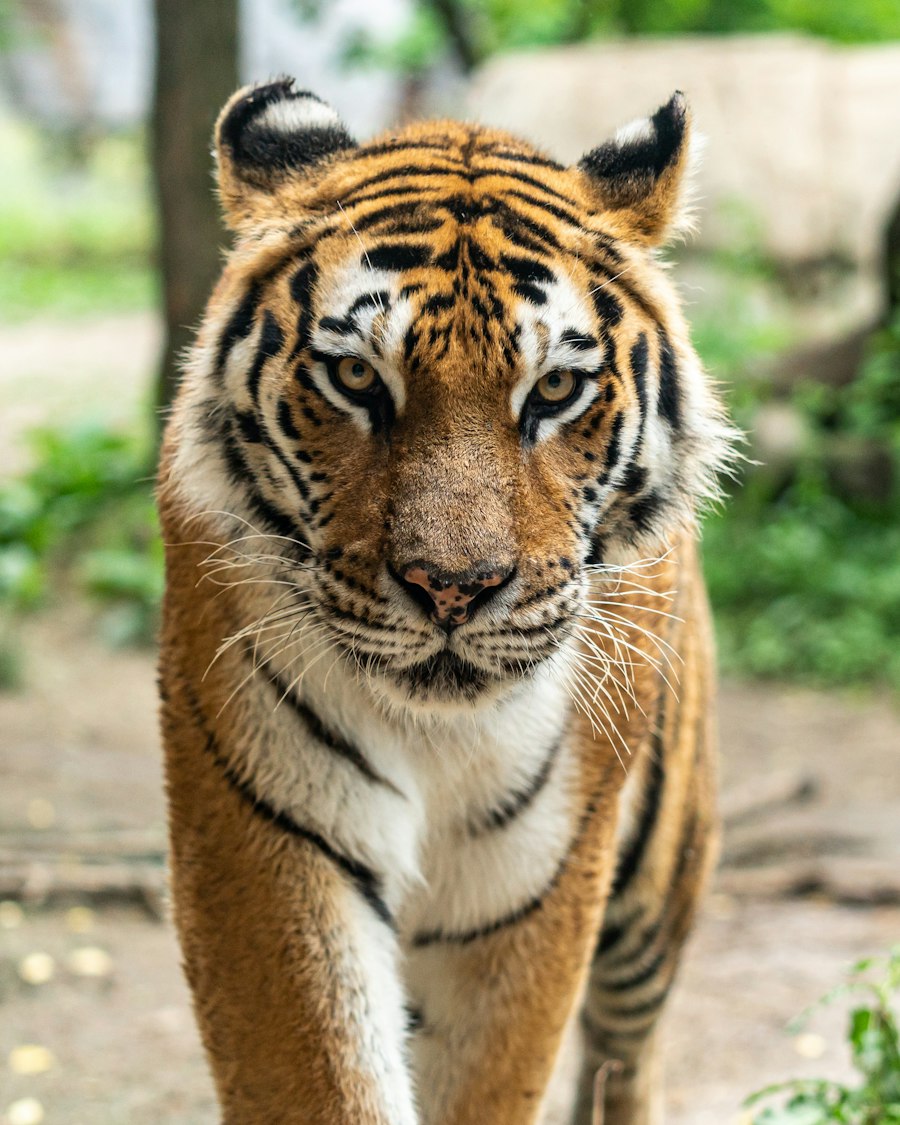 Leopard Wildlife Yala